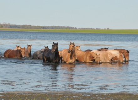 gallery/caballo baner